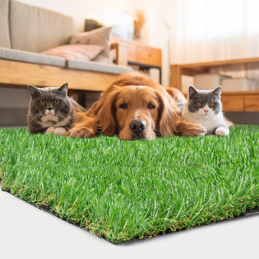 Arizona Monsoon Turf Care: A Practical Routine for Pet Odor and Organic Buildup